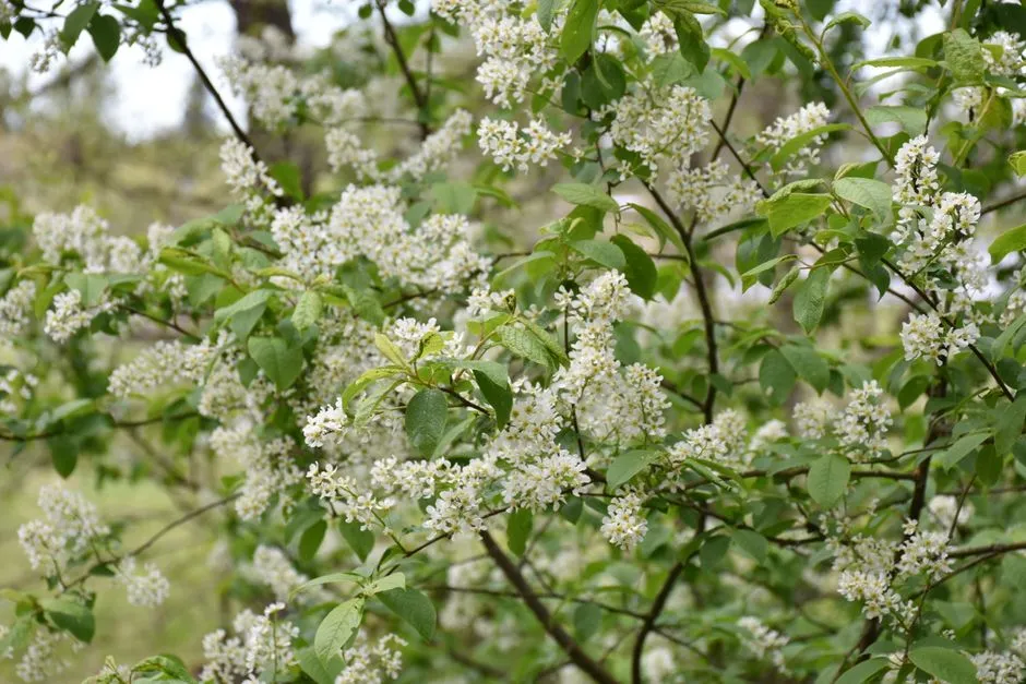#7 - Serviceberry (Amelanchier) (Image Credits: Pexels)
