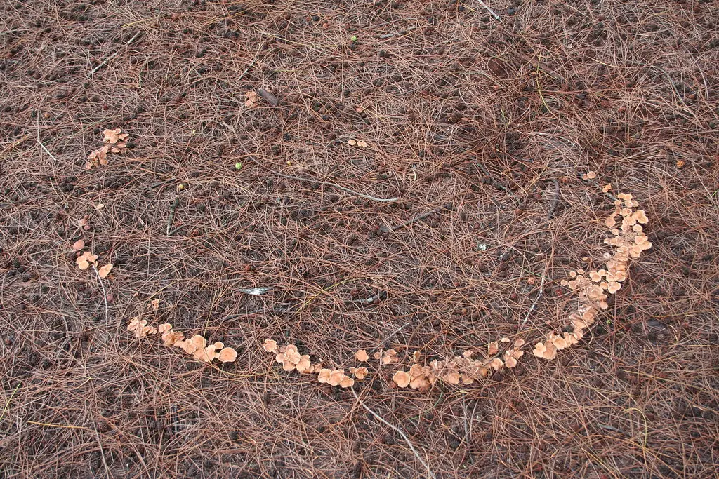 Common Fungi Responsible for Fairy Rings (Image Credits: Flickr)