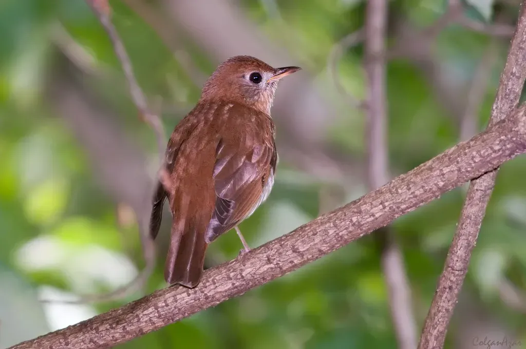 Veery Birds Shorten Their Breeding Season Before Active Hurricane Seasons (Image Credits: Flickr)