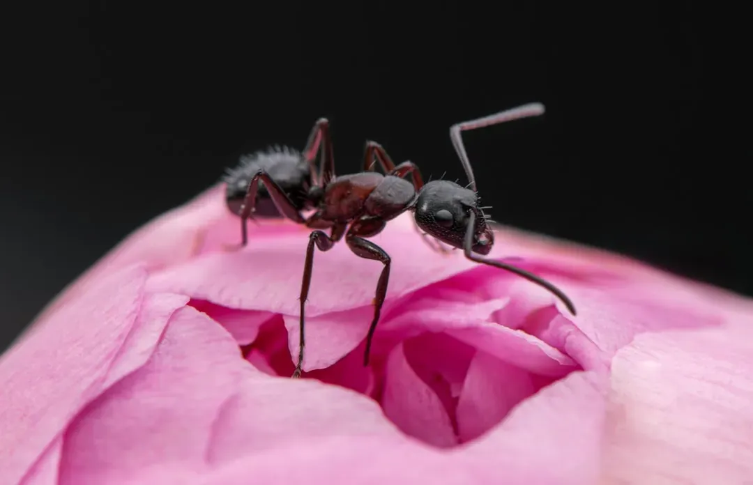 The Bottom Line on Scent-Based Ant Control (Image Credits: Unsplash)