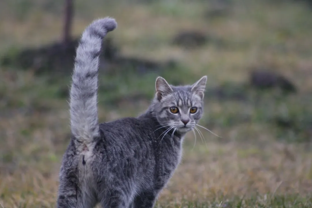 The Tail Tells on Them First (Image Credits: Unsplash)