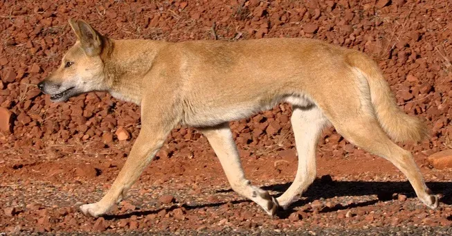 Taurus: The Dingo (Image Credits: Wikimedia)
