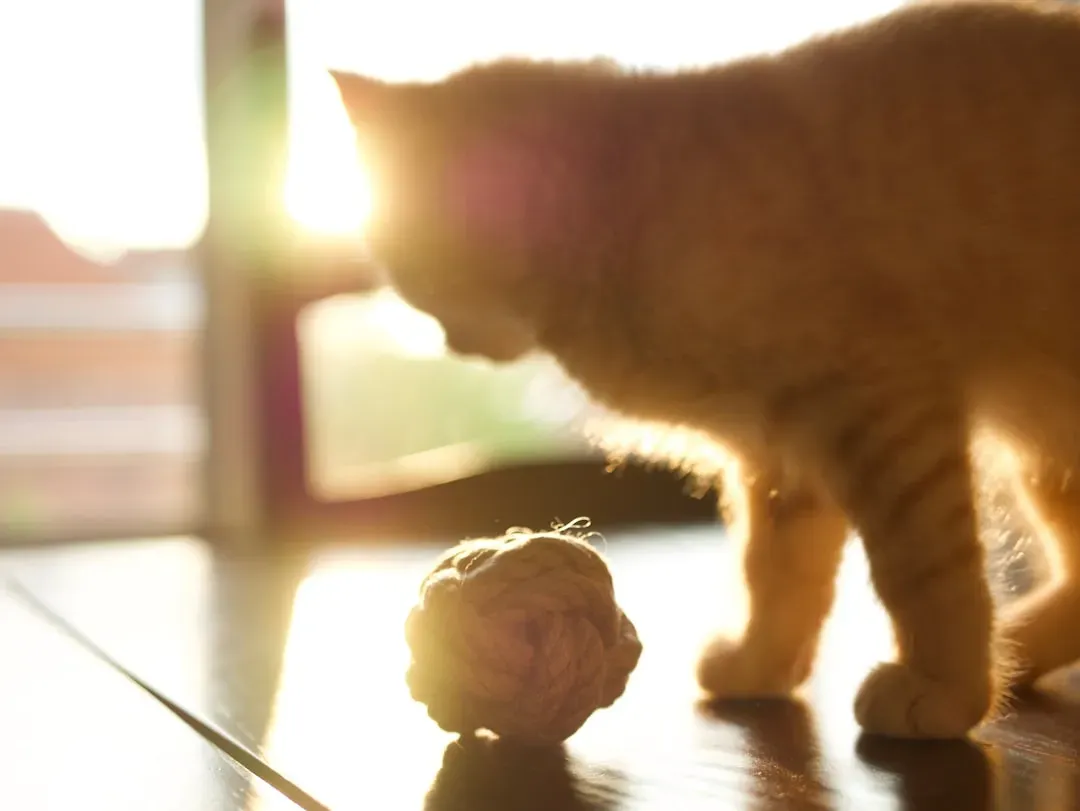 1. Their Brain Structure Is Surprisingly Similar to Ours (Image Credits: Unsplash)