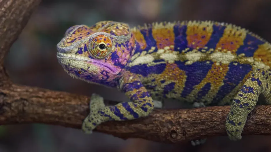 #6: Chameleons Can See Ultraviolet Light (Image Credits: Pexels)