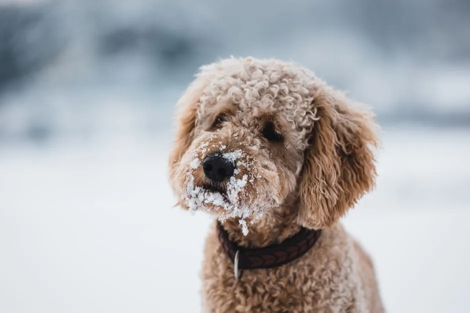 #1 - High-Drive Doodles (and Designer Mixes): Cute Marketing, Mismatched Genetics (Image Credits: Pexels)