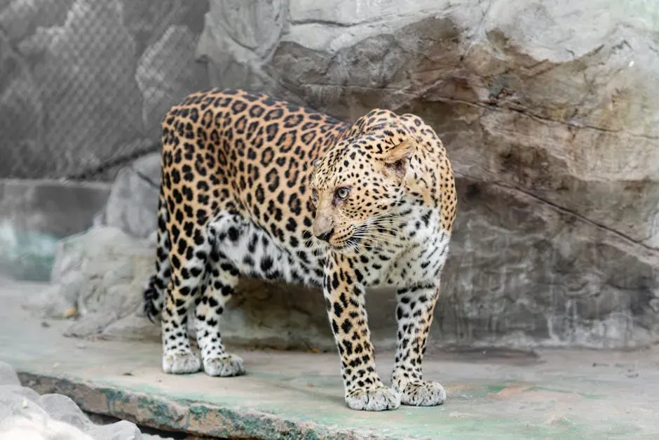 #5 Leo (July 23 – August 22): The Leopard (Image Credits: Pexels)