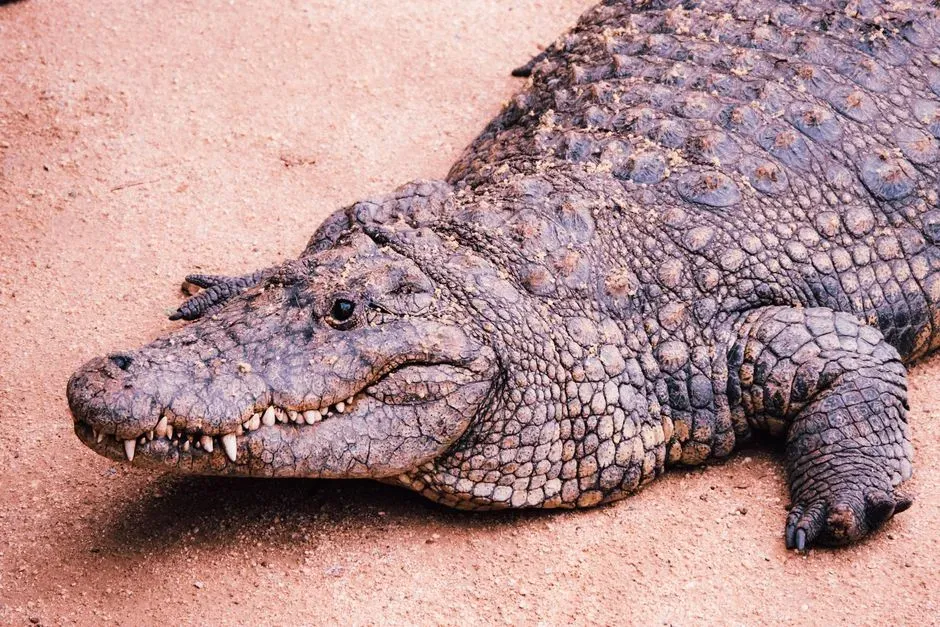 Tracing Back Millions of Years (Image Credits: Pexels)