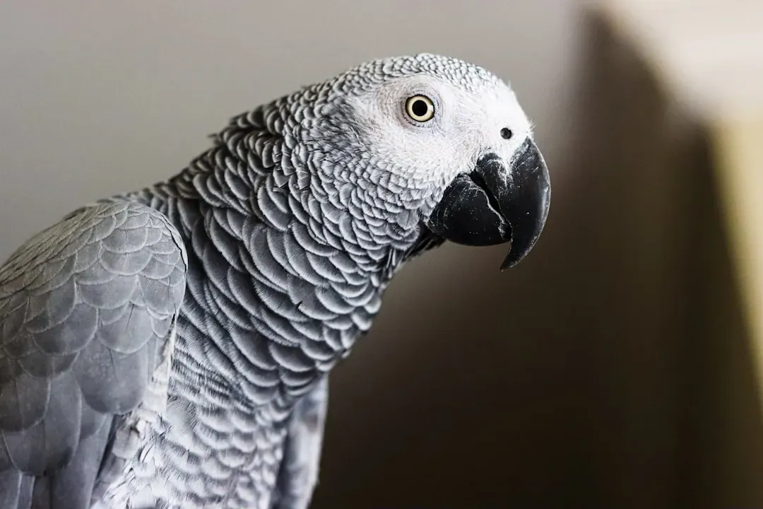 3. African Grey Parrot: The Thinking Mimic (Image Credits: Unsplash)
