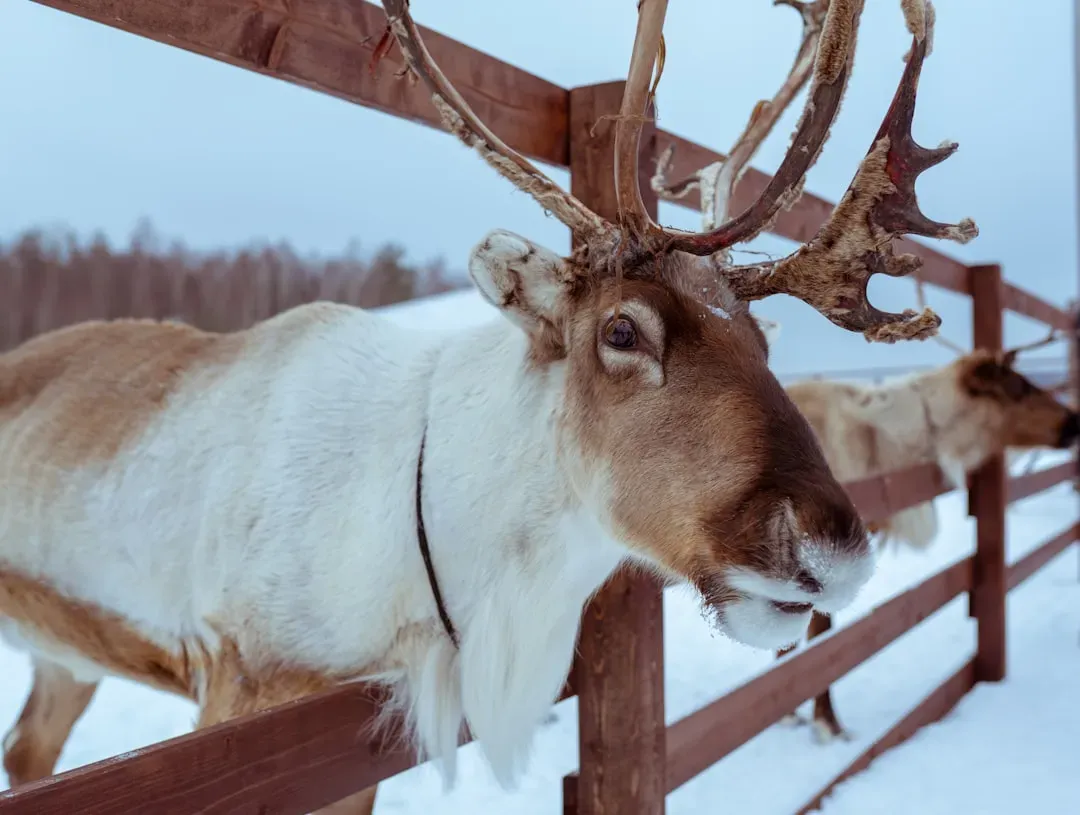 Reindeer Farms Across America (Image Credits: Unsplash)