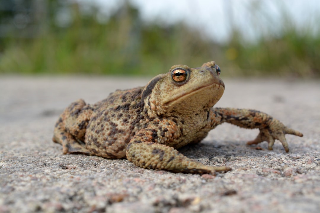 Reptiles and Amphibians Respond to Chemical Changes in Groundwater (Image Credits: Unsplash)