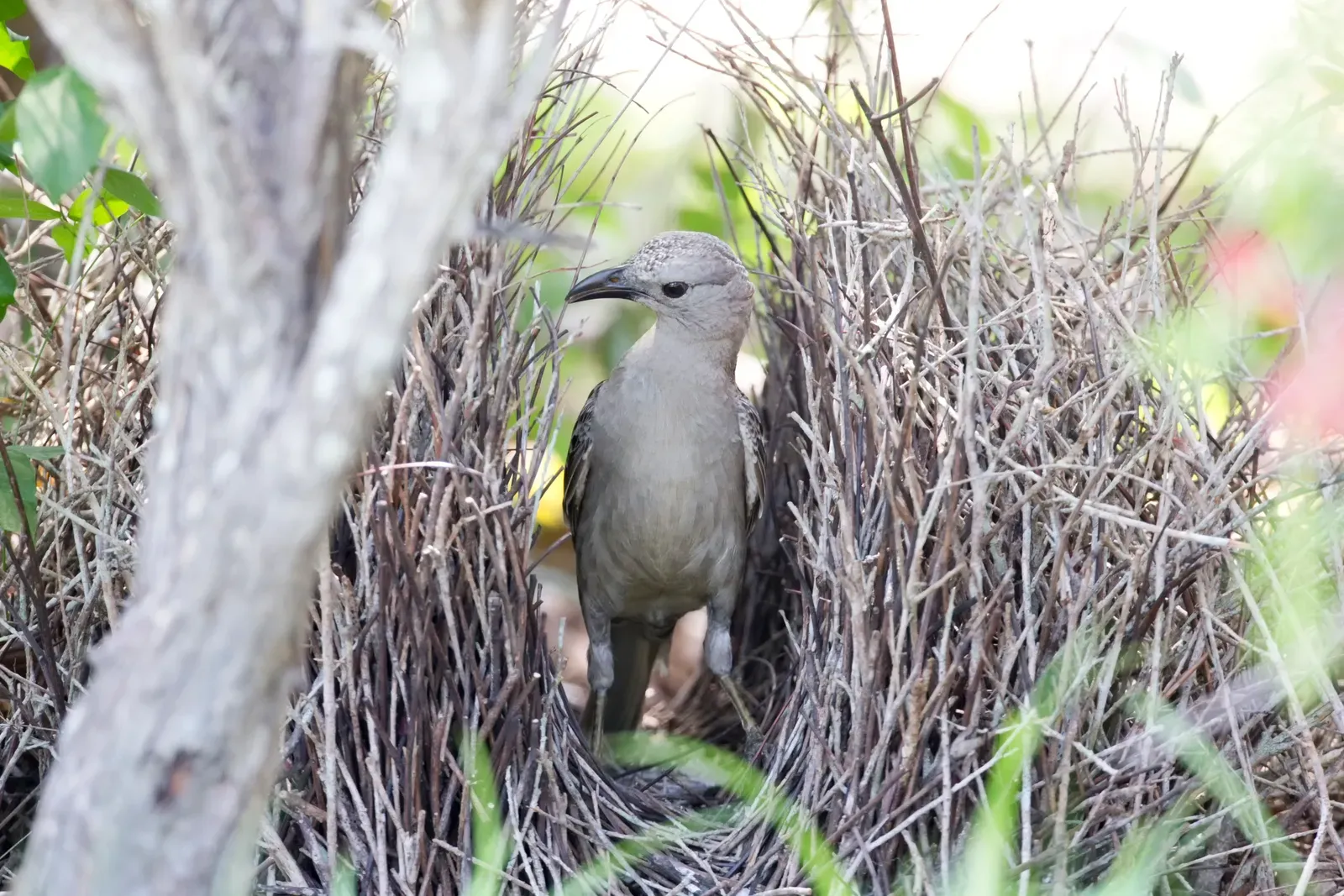 The Bowerbird: Nature's Interior Designers (Image Credits: Wikimedia)