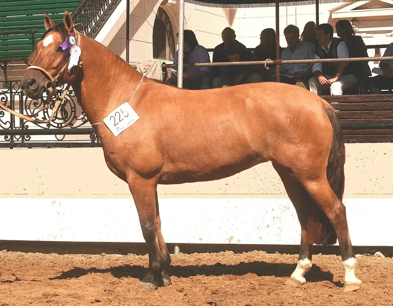 #14 – Criollo: The South American One-Track Mind (Image Credits: Criollo horse: Luciodec, CC BY 3.0, via Wikimedia Commons)
