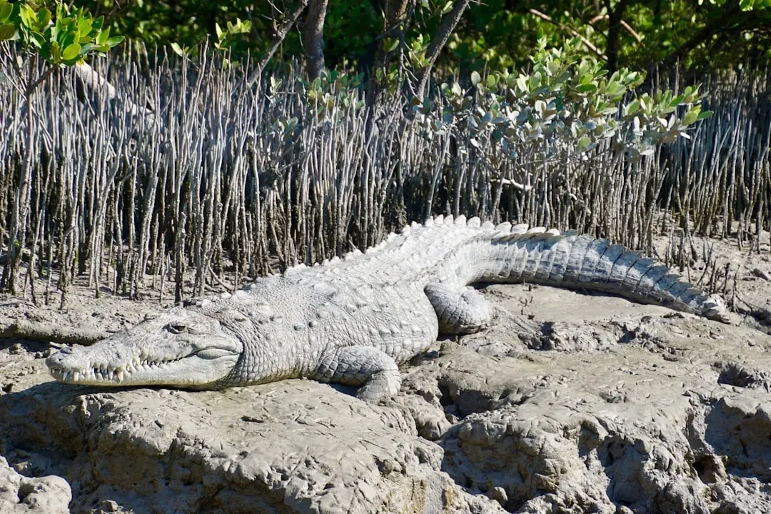 Everglades National Park, Florida (Image Credits: Unsplash)