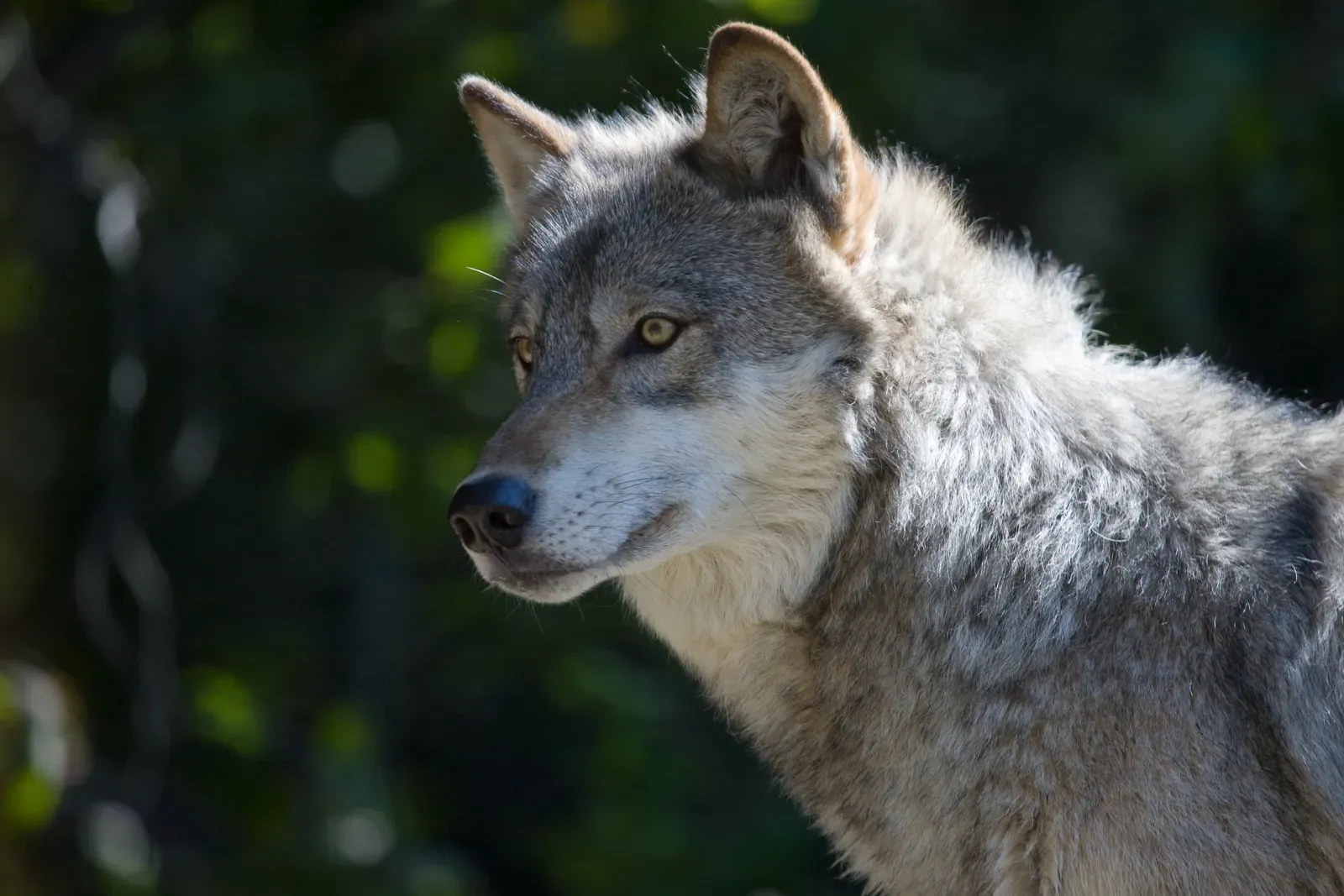 Minnesota and the Midwest: Quietly Leading the Way (Gray Wolf II, CC BY 2.0)