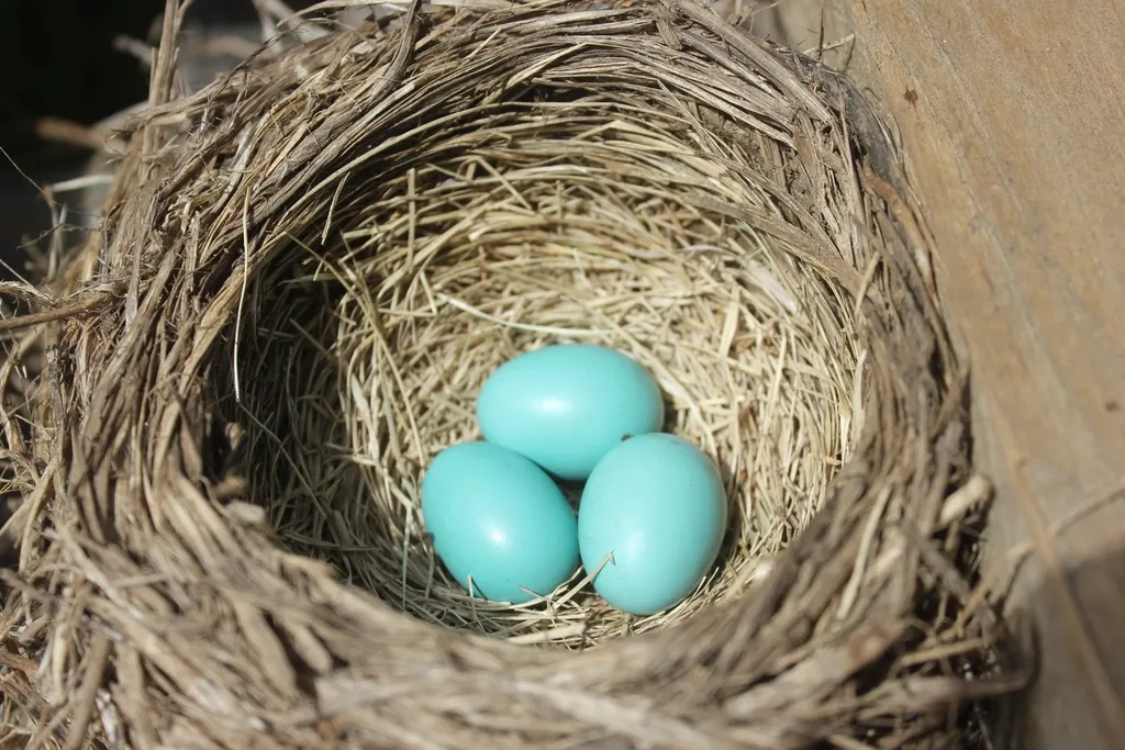 Symbolism of Finding a Robin's Egg on Your Doorstep (Image Credits: Rawpixel)