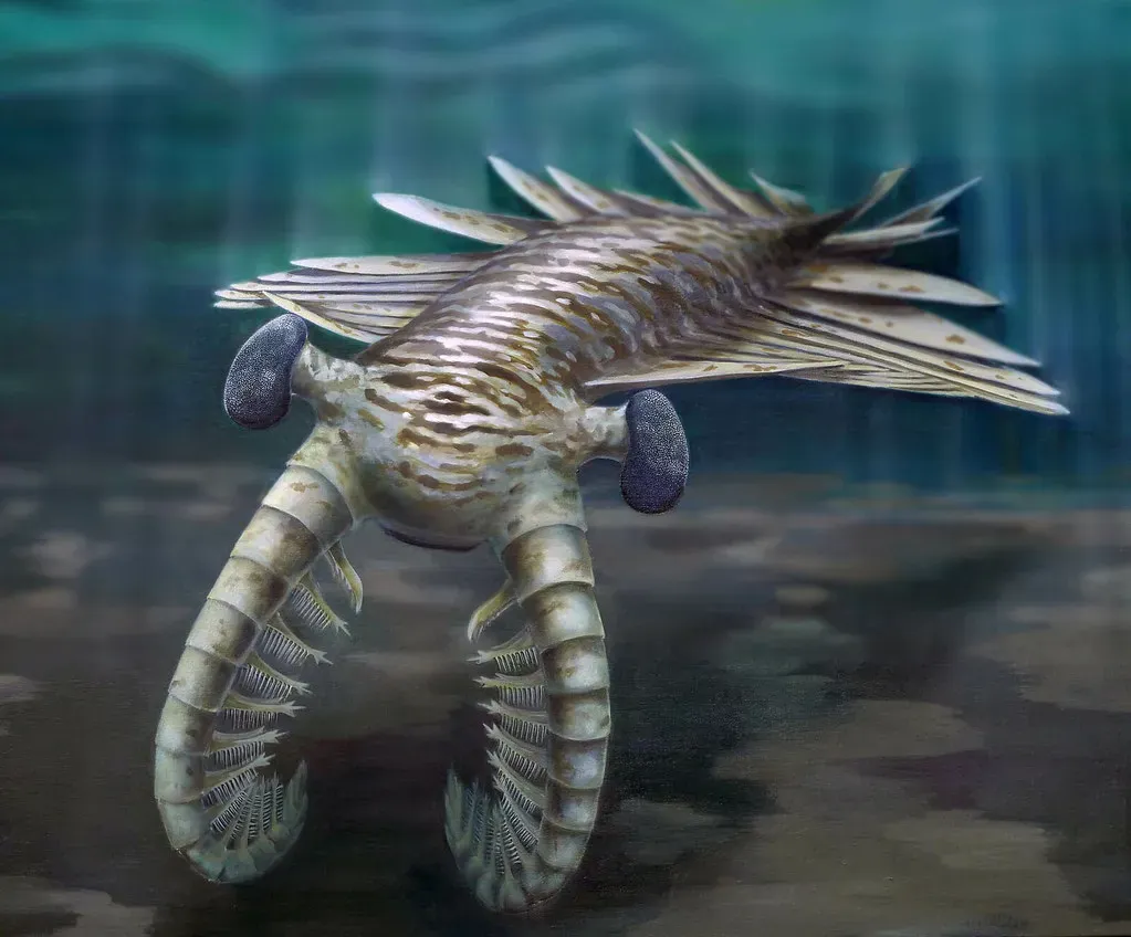 Anomalocaris (UNE Photos, Flickr, CC BY 2.0)