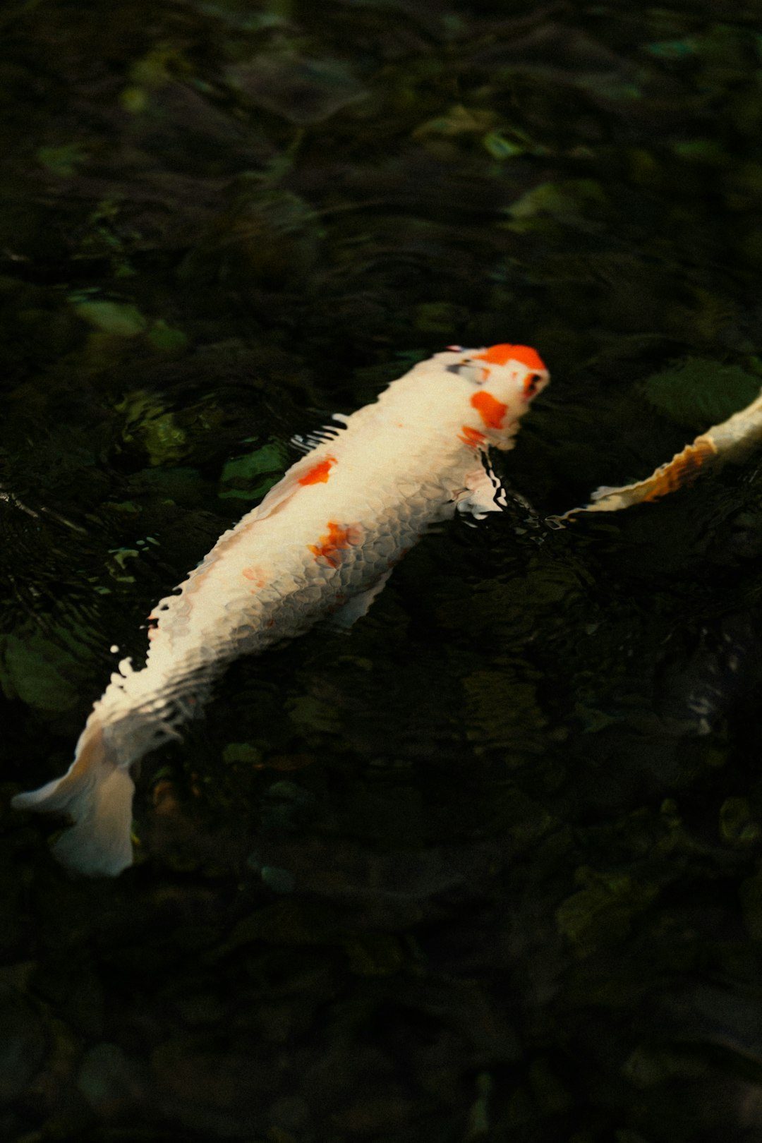 The Energetic Salmon (July 22 - August 21) (Image Credits: Unsplash)