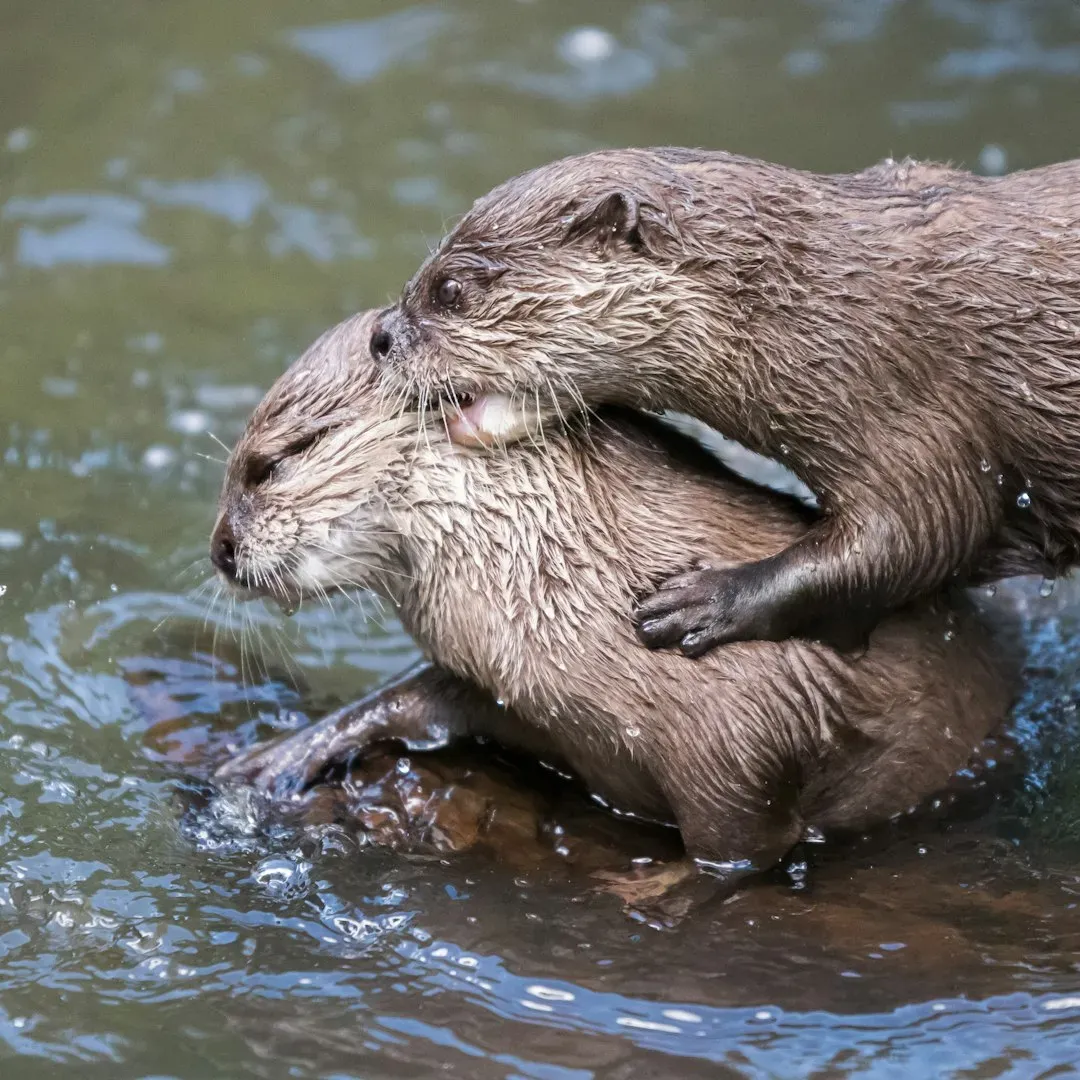The Viral Moment That Made the World Fall in Love (Image Credits: Unsplash)