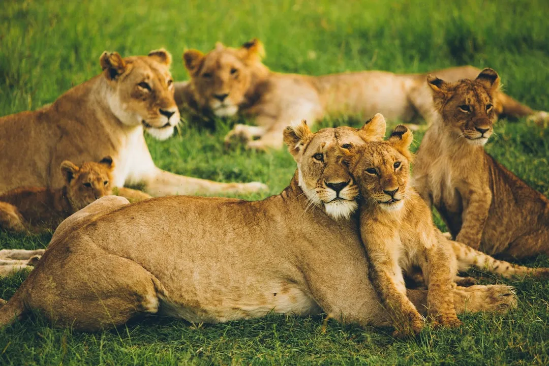 1. Lions Are the Only Truly Social Big Cats (Image Credits: Unsplash)