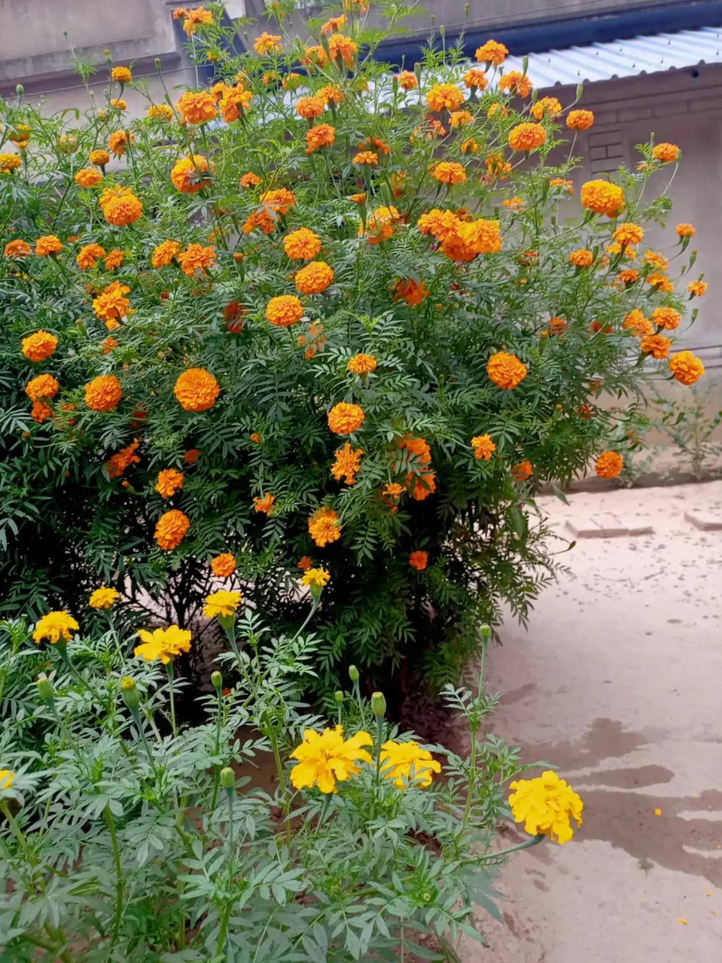 #22 - Most Marigolds and Geraniums: Bright Colors, Wrong Shape (By Maina Tudu, CC0)