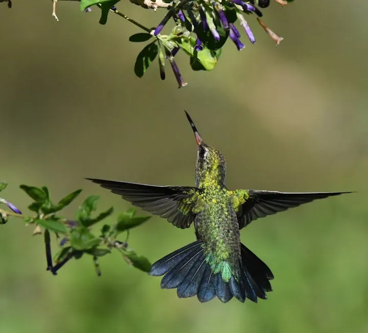 Cancer (June 21 &ndash; July 22): The Broad-Tailed Hummingbird (Image Credits: Pexels)