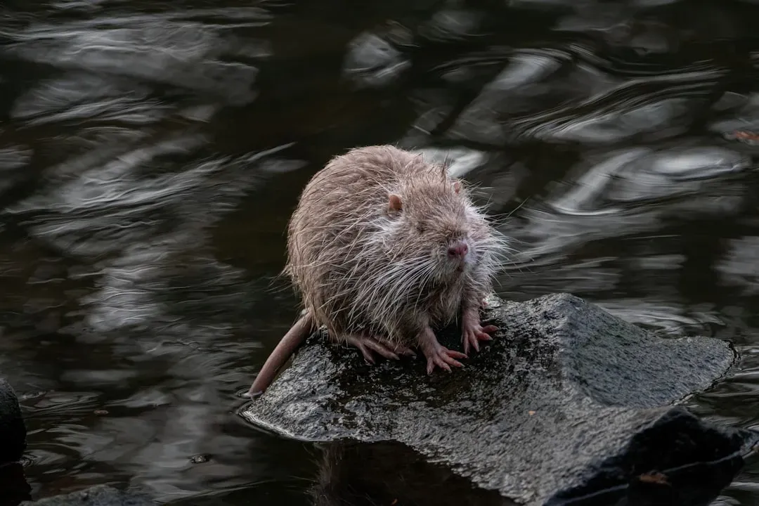 8. Rodent and Pest Control Products (Image Credits: Unsplash)