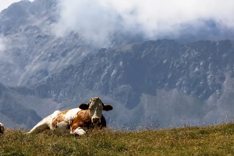 3. The Cow: Gentle Nurturer of the Animal Kingdom (Image Credits: Pexels)