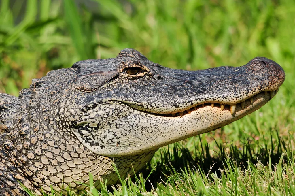 American Alligator: The Ancient Ambusher (Image Credits: Flickr)