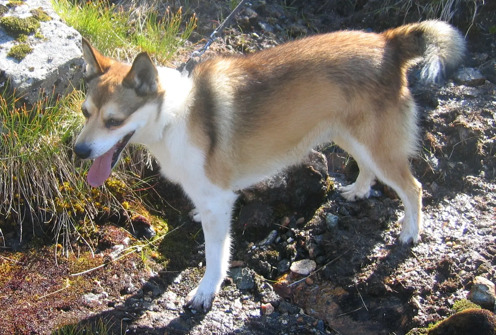 #10. Norwegian Lundehund (By Andrva, CC BY-SA 3.0)