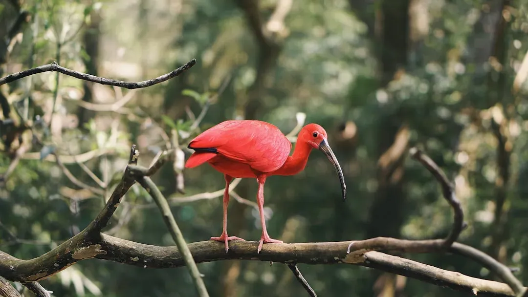 Habitat Changes Disrupt Natural Behaviors (Image Credits: Unsplash)