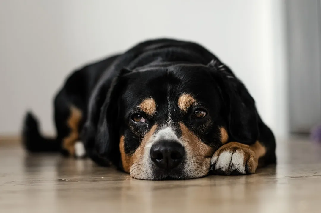 #4 - They Cough or Lag on Walks, And It Might Be Their Heart (Image Credits: Unsplash)