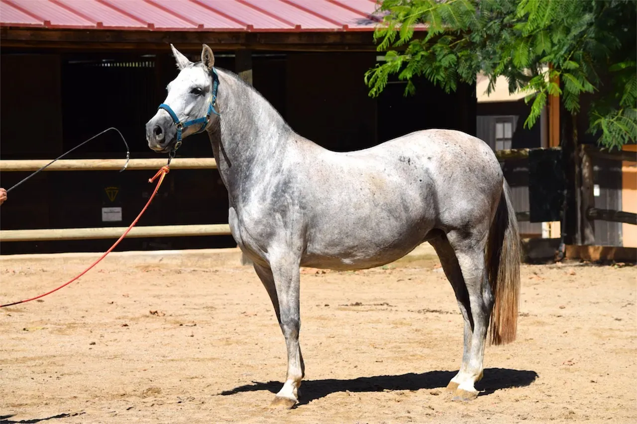#13 &ndash; Andalusian: Pride That Can Turn Into a Power Struggle (Image Credits: Pixabay)