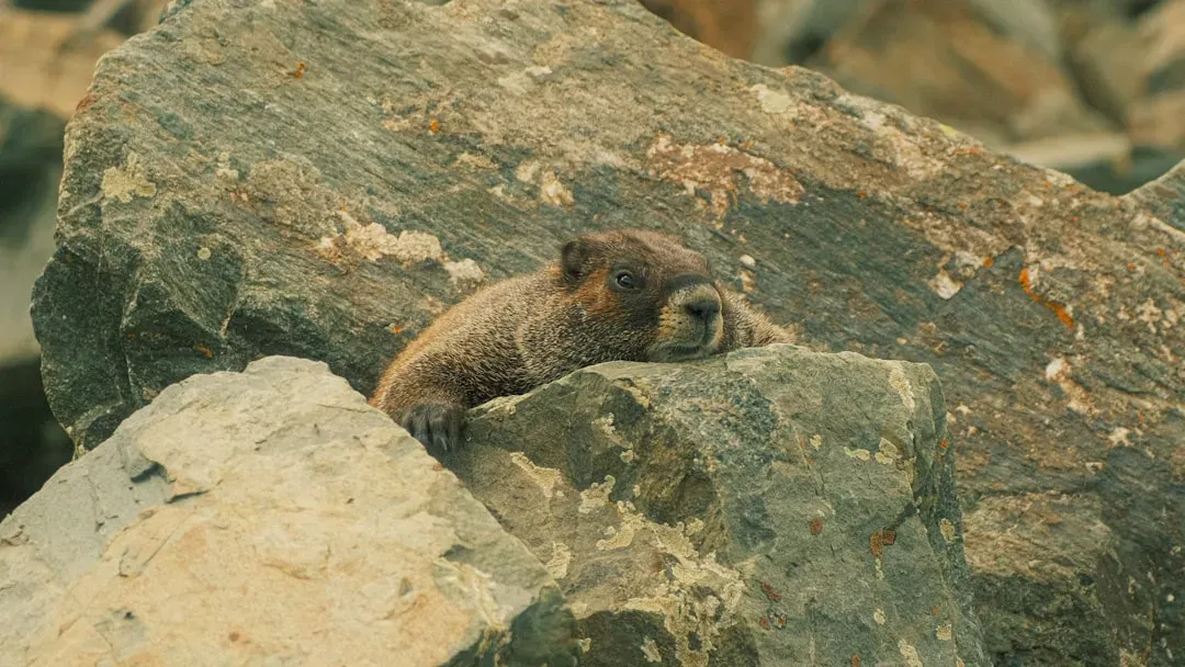 Cancer: The Himalayan Marmot (Image Credits: Unsplash)