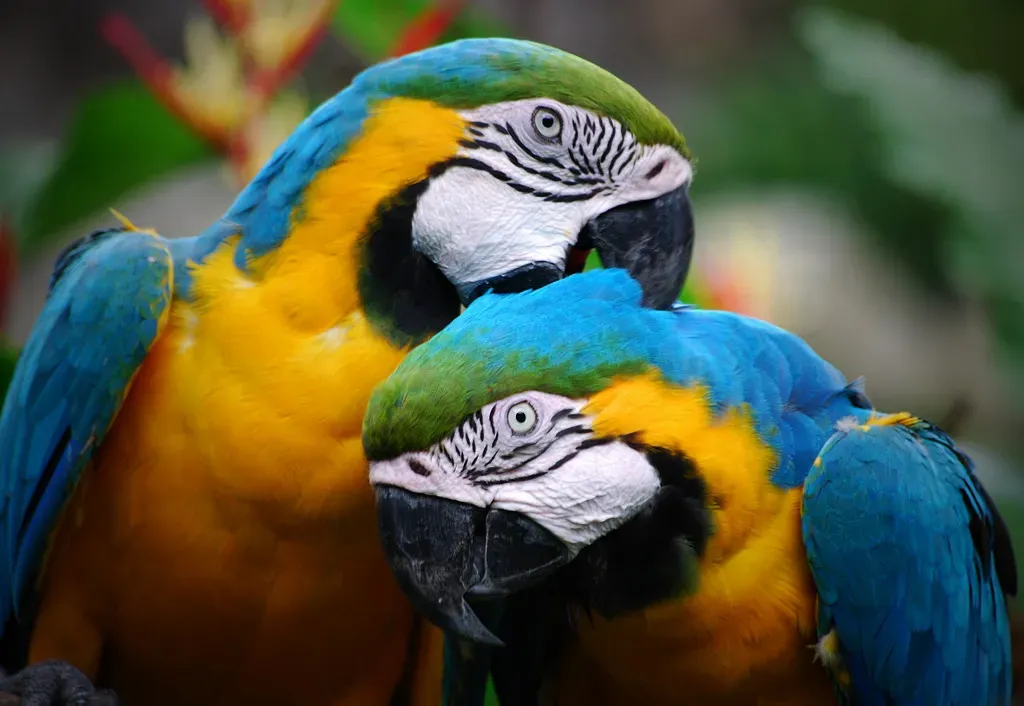 #3: Gemini Moon - The Parrot (Flickr: Colorful Parrots Couple, CC BY 2.0)