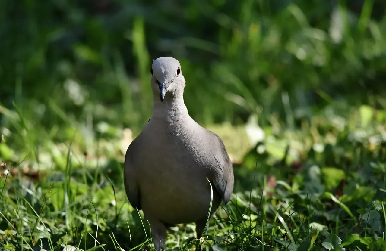12. Pigeons: The Underrated Urban Intellects (Image Credits: Pixabay)