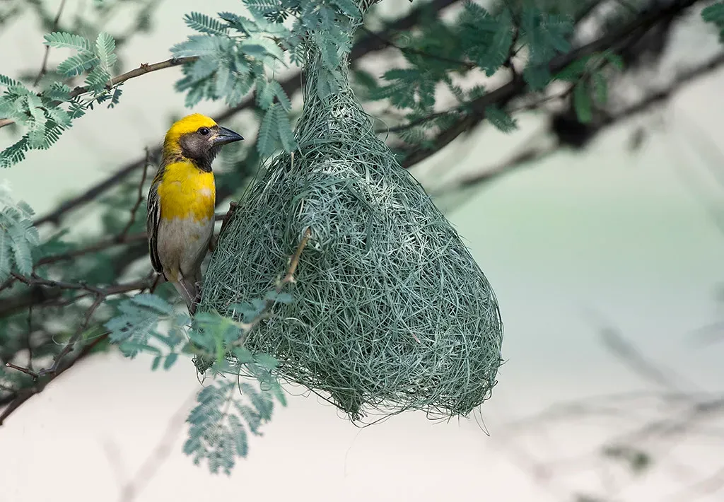 Baya Weaver: The 500-Trip Nest Builder (Koshyk, Flickr, CC BY 2.0)