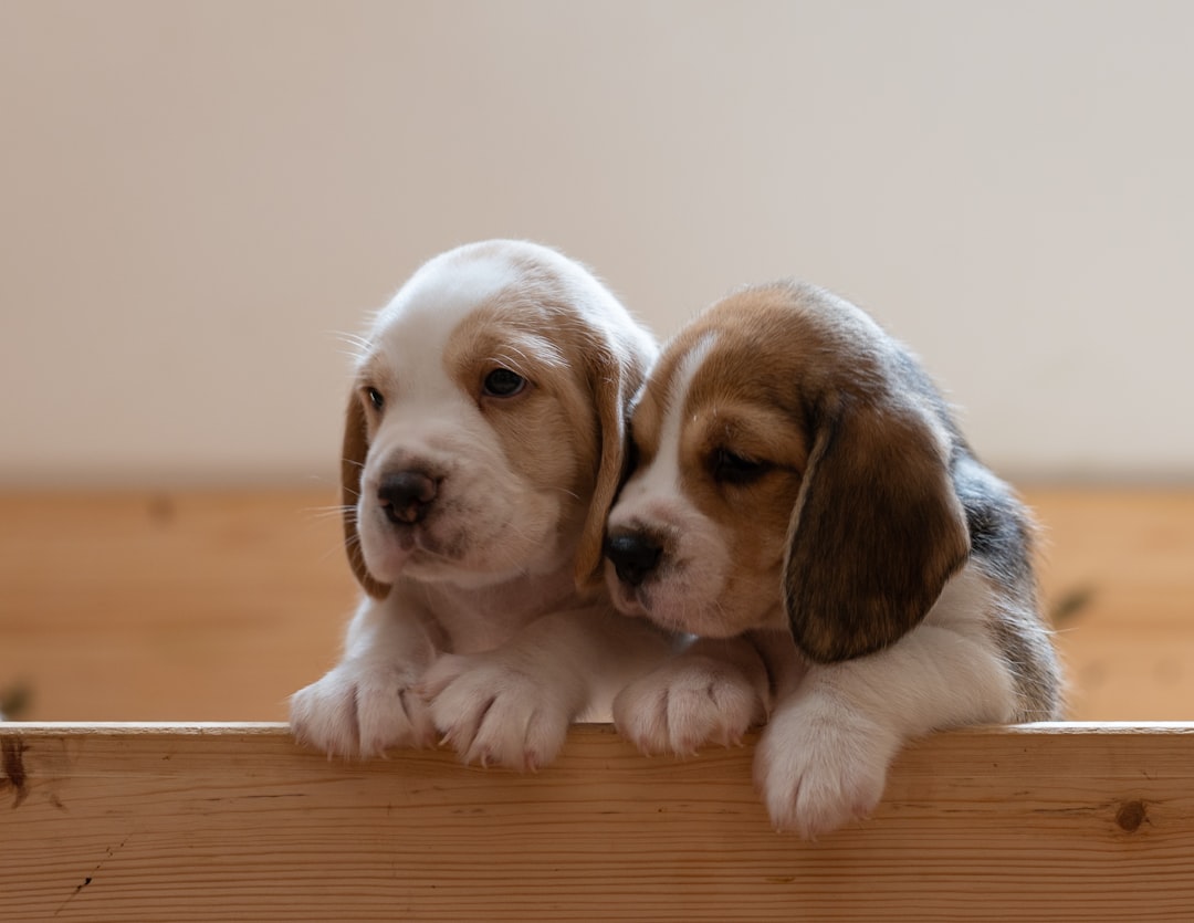 #14 Beagle (Image Credits: Unsplash)