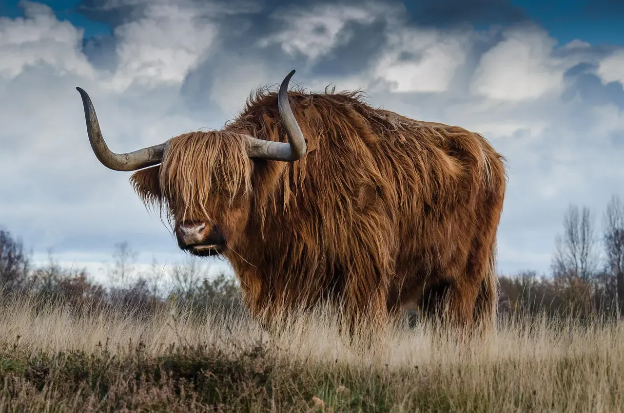 Conclusion: The Animal Kingdom Has Always Known Taurus (Image Credits: Pixabay)