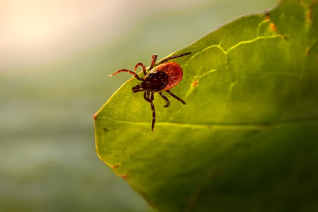 Fleas and Ticks: Year-Round Threats to Families and Pets (Image Credits: Unsplash)