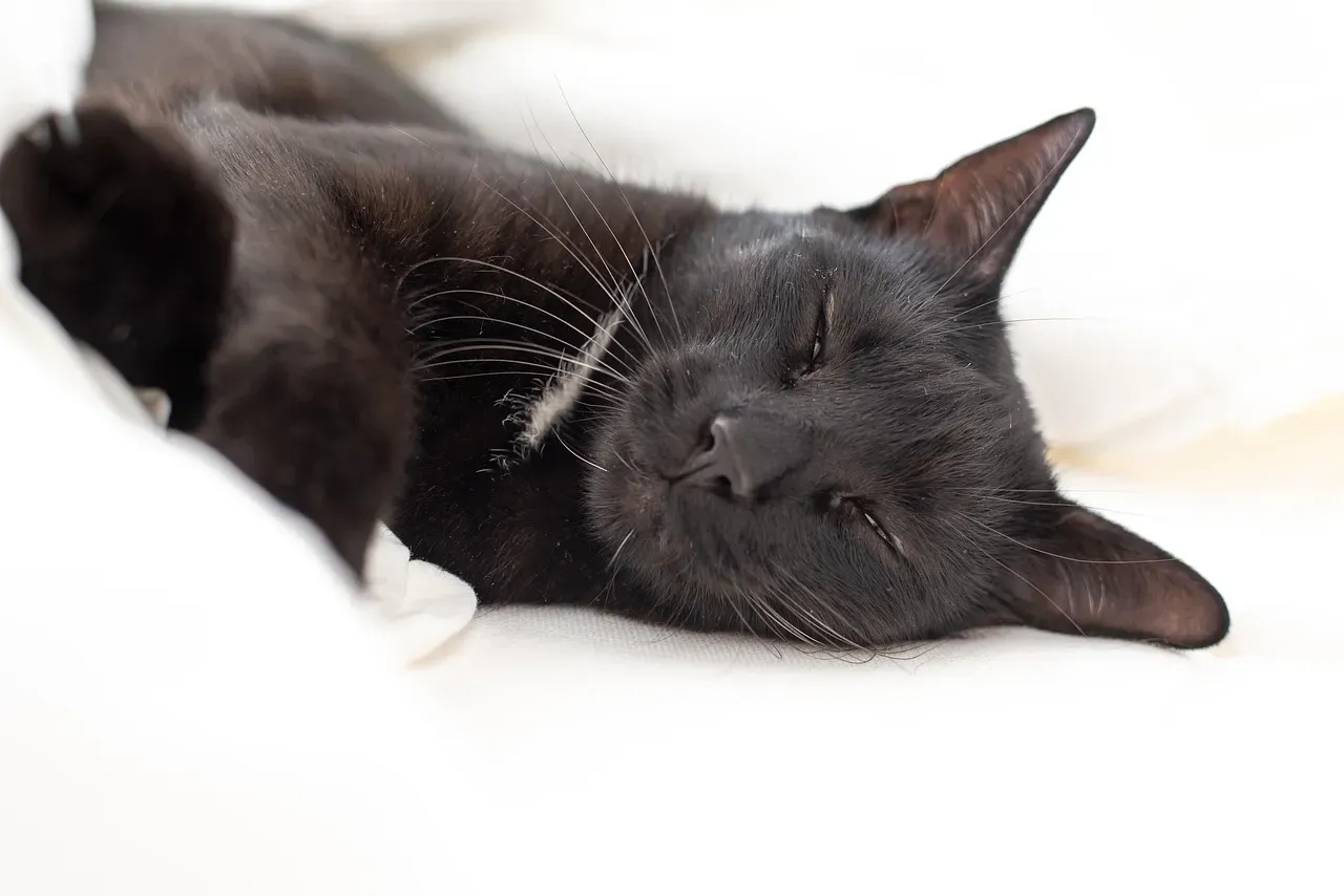 The Science Behind the Sleeping Brain: What Is REM Sleep and Why Does It Matter? (Image Credits: Pixabay)