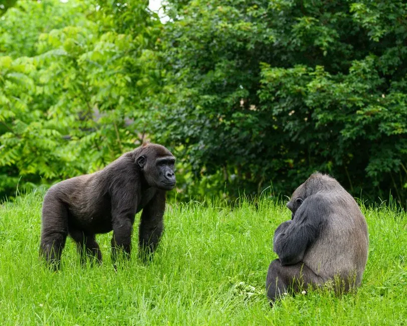 #2 &ndash; The Gorilla Who Communicates Differently With One Human (Image Credits: Pexels)