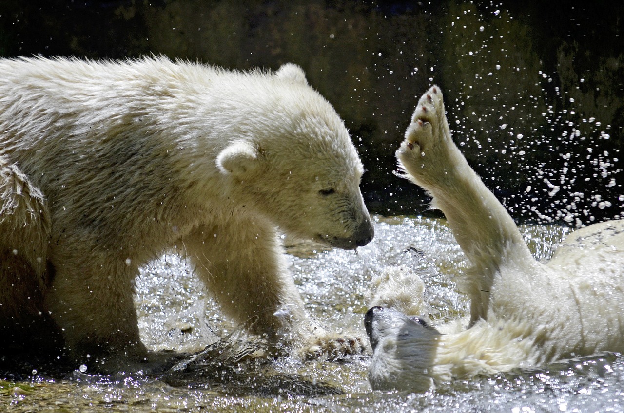 When Standing Your Ground Fails (Image Credits: Pixabay)