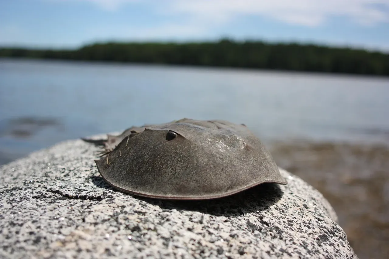 Not a Crab At All (Image Credits: Pixabay)