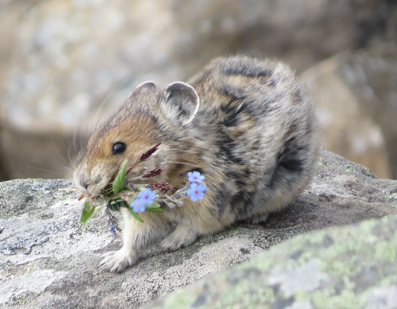 Virgo: The Pika (Image Credits: Wikimedia)