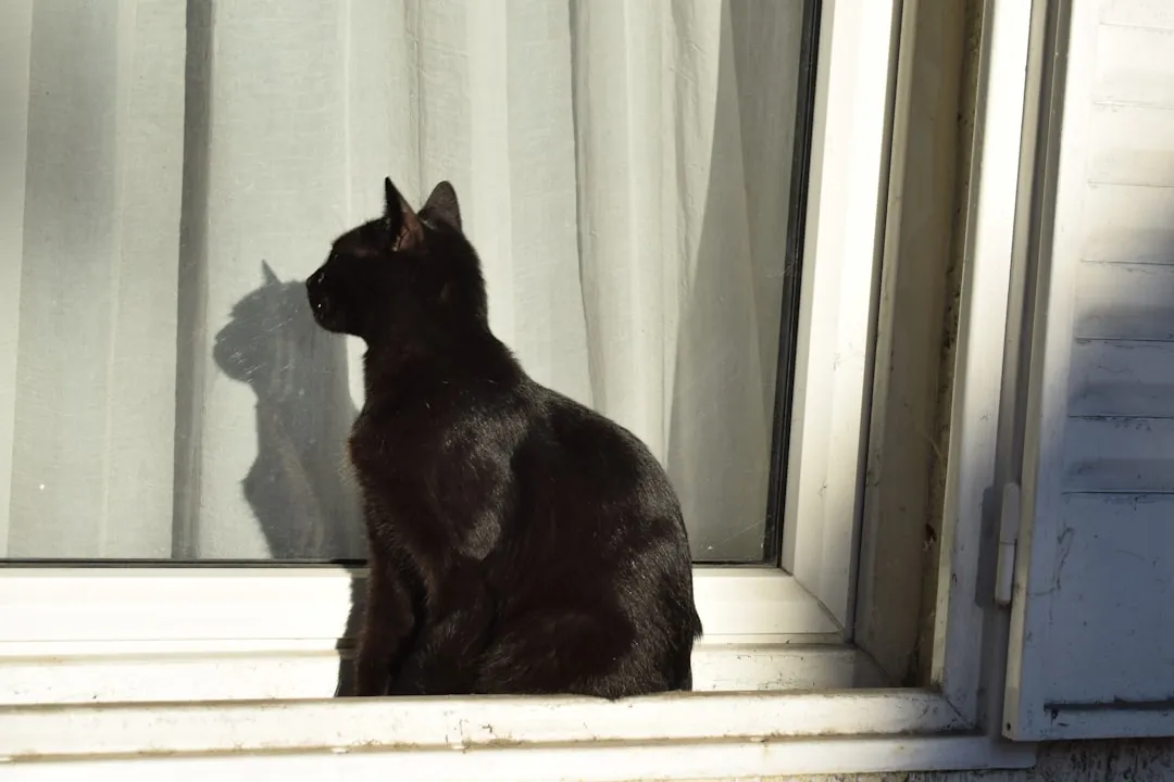 #2 - The 'Shadow Cat' Phase: Following You Room to Room (Image Credits: Unsplash)
