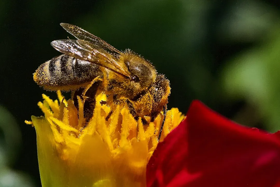 The Alarming Decline of Bee Populations (Image Credits: Unsplash)
