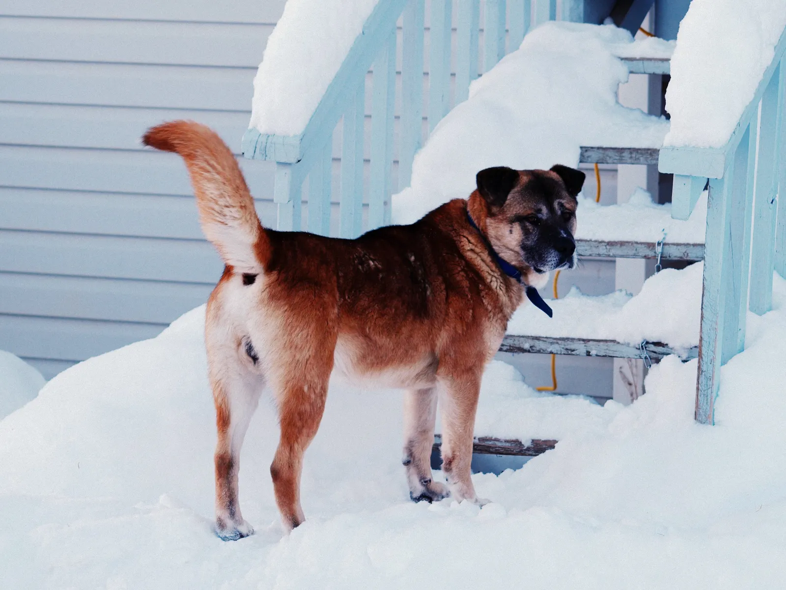 #2 - The Generic "Neighborhood Mutt" That Quietly Went Extinct (Noah, CC BY-SA 2.0)
