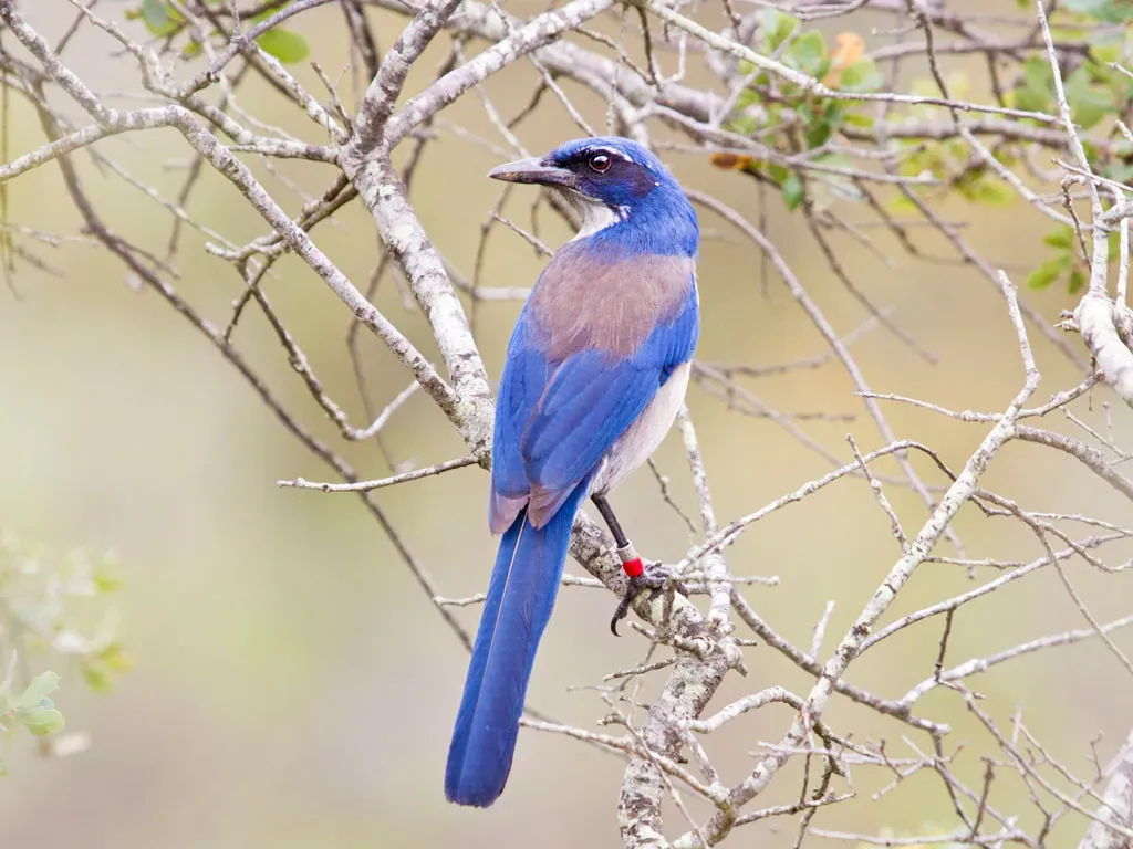 5. Brash and Unafraid of Humans (Island Scrub Jay, Aphelocoma insularis, CC BY-SA 2.0)