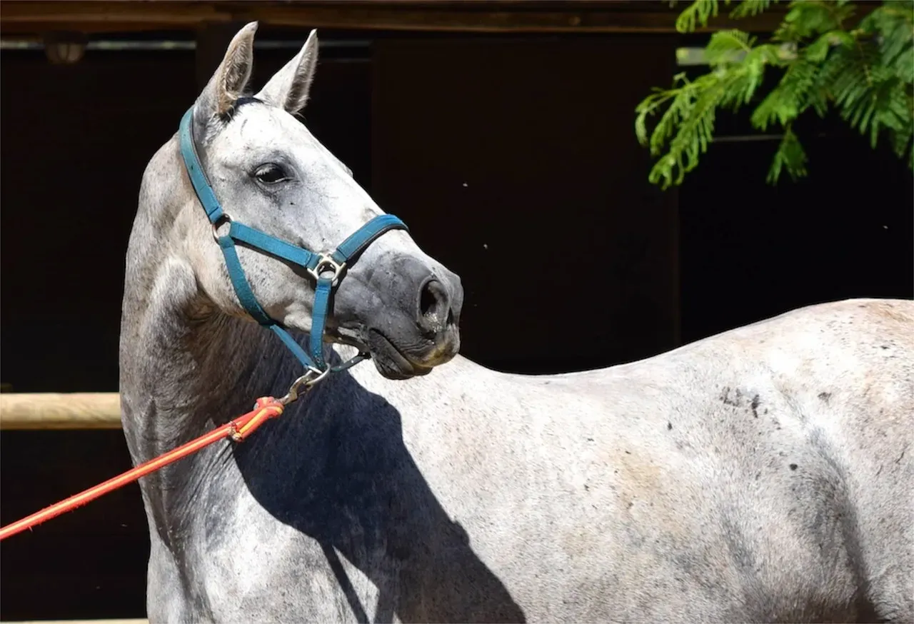 Scorpio and the Andalusian (Image Credits: Pixabay)