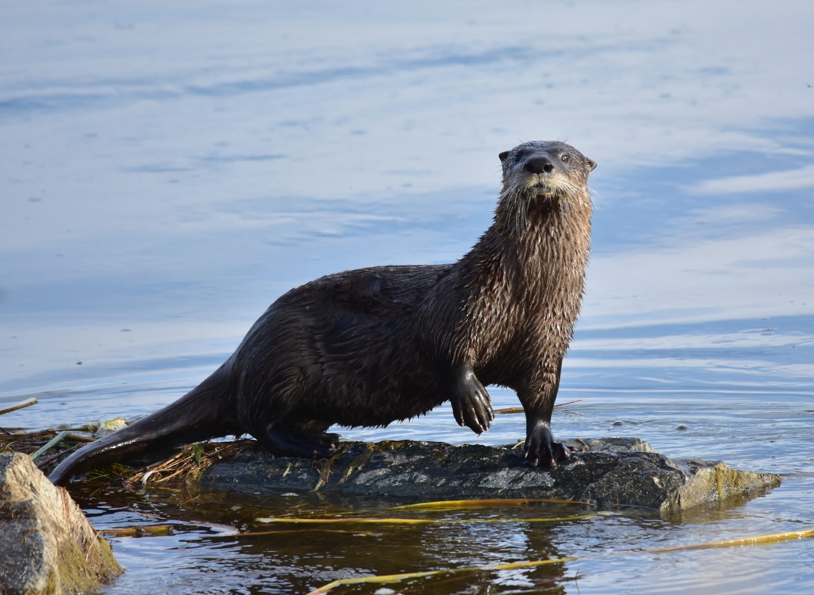 Exercise Patience and Study Animal Behavior (Image Credits: Wikimedia)